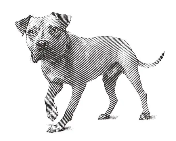 Vector illustration of Alert Pit Bull Terrier dog walking