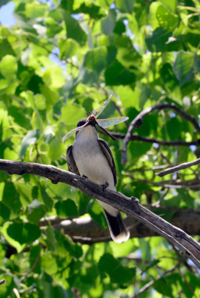 istock Wildlife Habitat 991437560
