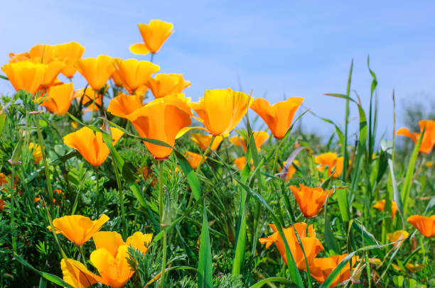 istock Low Angle Close-up of Blooming California Poppy Wildflowers 991437708