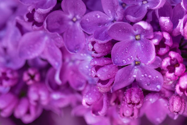 springtime floral background of a blossoming pink lilac. spring flowering. shallow depth of field. pink lilac in drops of dew. floral background