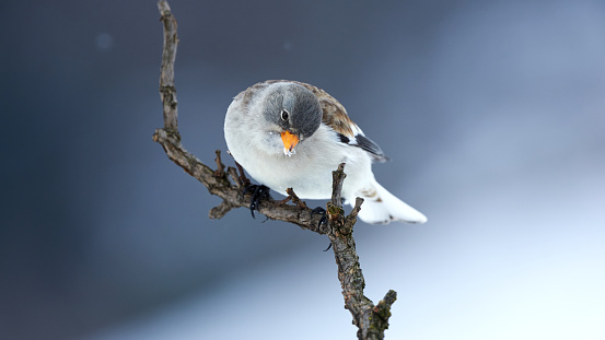 White winged Snowfinch perched on a small branch photographed during a cold winter