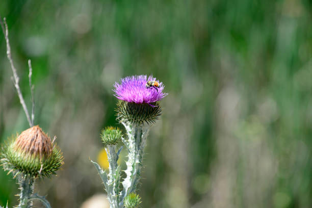 istock Wildlife Habitat 991439158