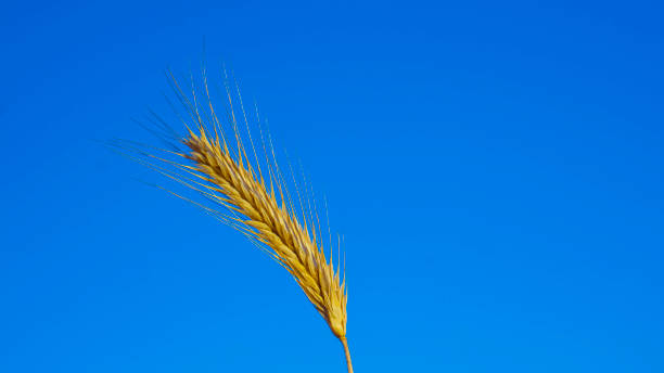 istock Wheat ear in front of blue sky 991439650