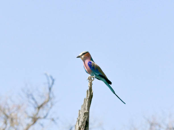 istock Lilac-breasted roller, Kruger National Park 991440498
