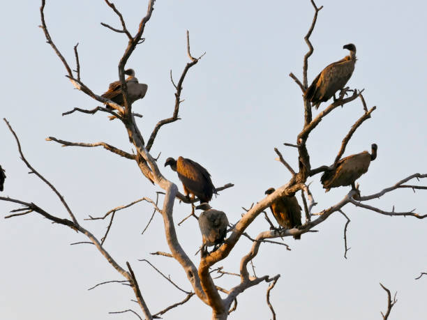 istock White-backed vulture, Kruger National Park 991440576