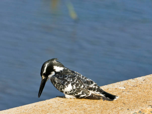 Pied Kingfisher, South Africa