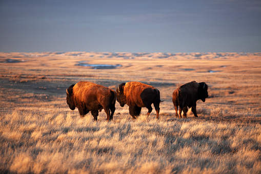 Bison grazing at Grasslands National Park Saskatchewan Canada.