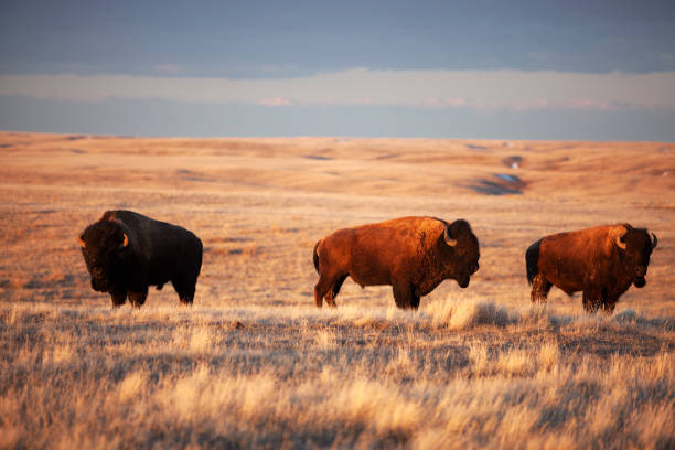 istock Grasslands National Park Saskatchewan Canada 991444338