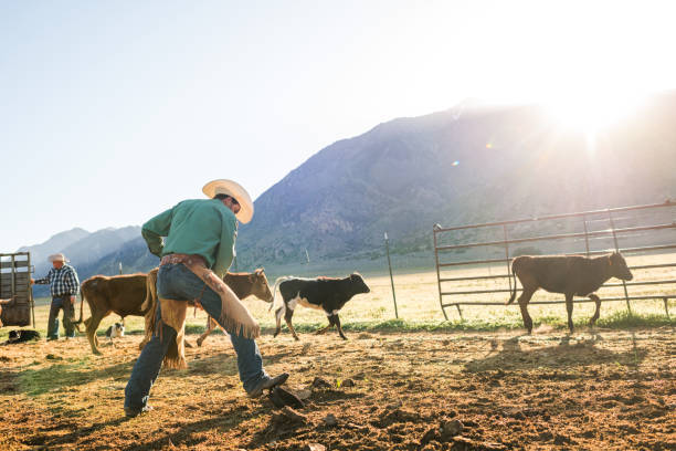 istock Ranchers working herding young cattle into pen prepare for branding 991444478