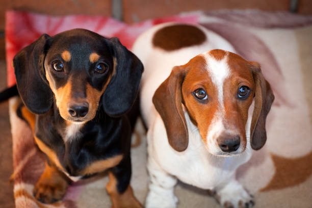 istock Dachshund Dog puppy Home 991449550
