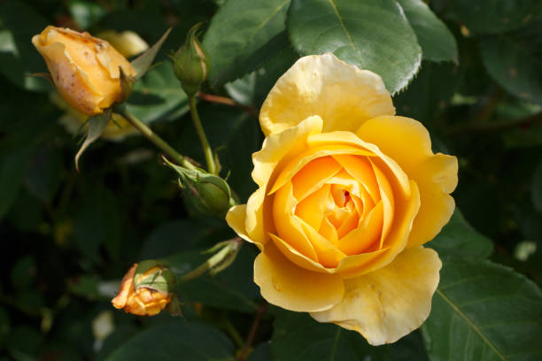 istock Yellow roses in a garden 991450744
