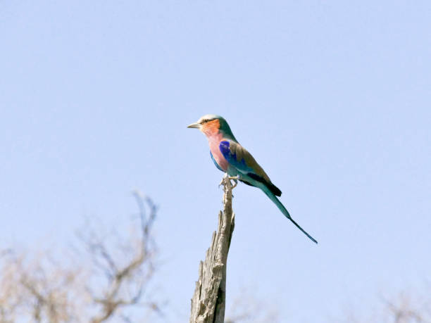 istock Lilac-breasted roller, Kruger National Park 991450762