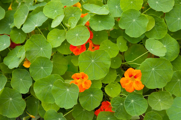 Leaves of Nasturtium With Their Wildflowers Leaves and colored wildflowers of Nasturnium nasturtium stock pictures, royalty-free photos & images