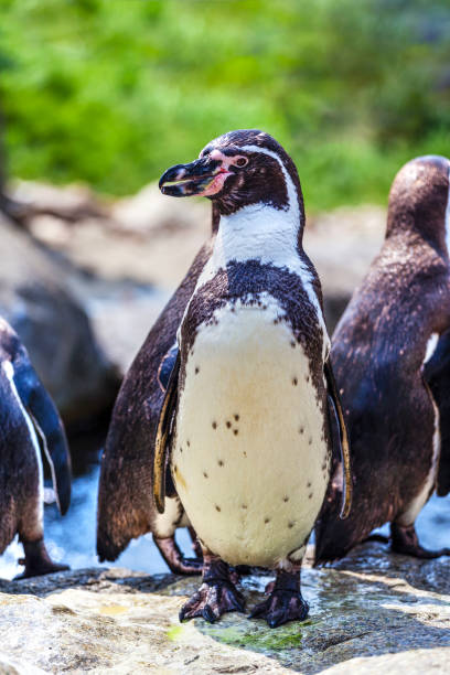 istock Focus on Humboldt Penguin in Natural Habitat 991461664