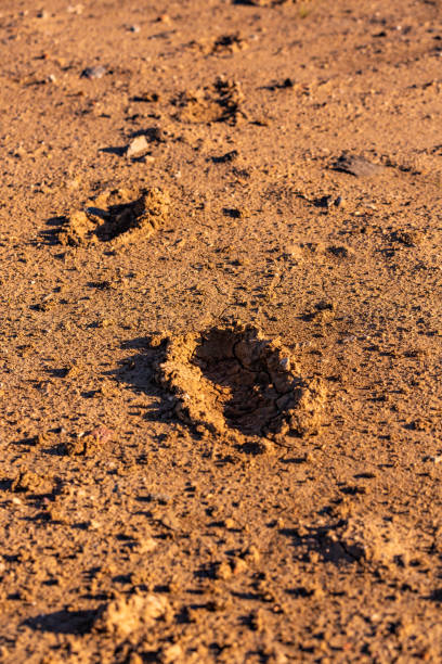 istock human traces on dry and cracked earth 991497534