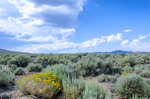 'Remote desert landscape with sagebrush under a cloudy sky.

Taken on the Northern Nevada.