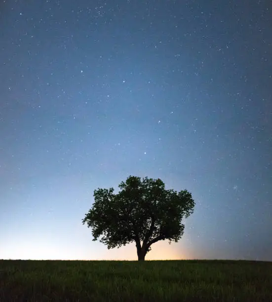 The sun sets over the hill and the stars illuminate the empty field. Only a tree stands -looking out across the empty grass field- staring at the stars. This is the tree of life.