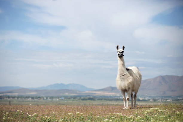 istock Watchful Alpaca Standing In a Spring Meadow 991517364
