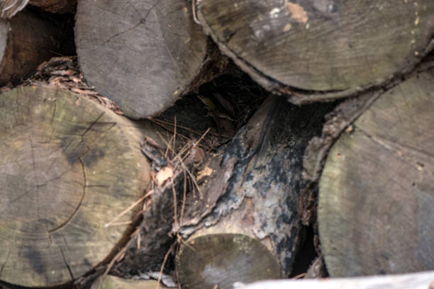 Soft focus pile Of logs.