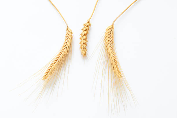 Ears of wheat on white background close-up