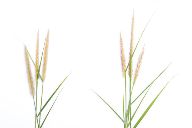 istock Beautyfull flower grass on white background 991547052