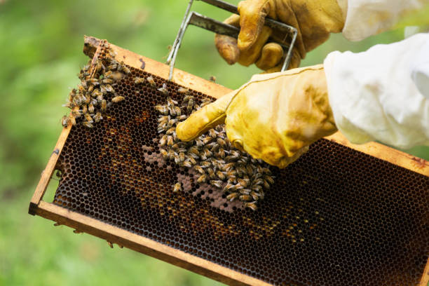 養蜂家の蜂ボックス トレイに蜂を指す - beehive bee colony wax ストックフォトと画像