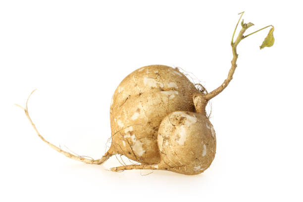 istock Whole Jicama isolated on white background 991575096