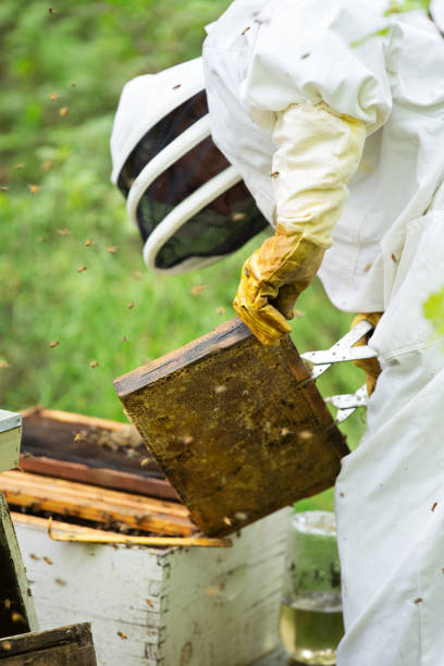 istock Senior Beekeeper Inspecting Bee Hive for Health and Condition 991579362