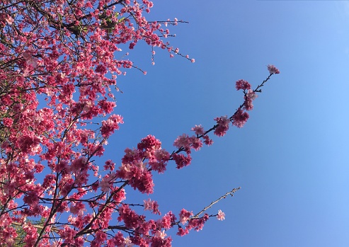 Blooming pink flowers of Japanese cherry tree Sakura in winter in a clear blue sky day in Cotia, São Paulo, Brazil