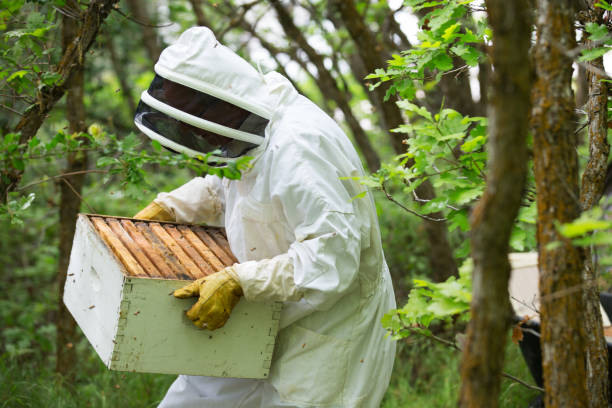 istock Senior Beekeeper Caring for Beehives 991582712