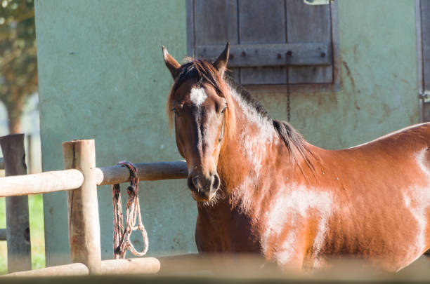 istock Horses of the Creole breed 991583378