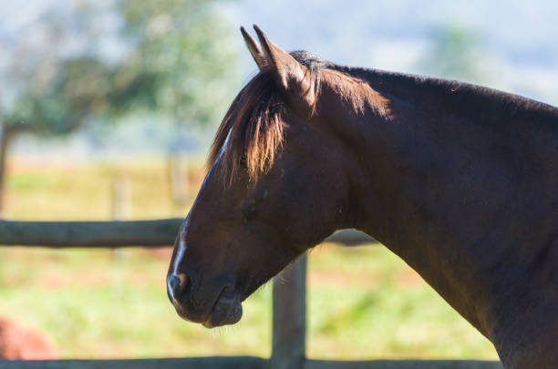 istock Horses of the Creole breed 991584036