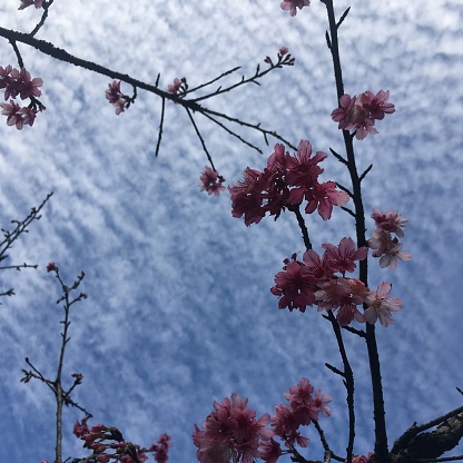 Japanese cherry tree branch blooming in winter in Cotia, São Paulo, Brazil. Overcast sky in background