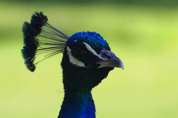 Peacock at the Detroit Zoo