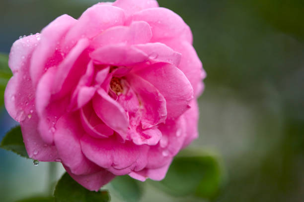 istock Pink roses in the morning light garden 991609432