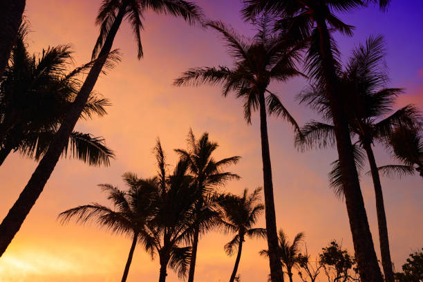 istock Palm trees silhouette on sunset tropical beach on Hawaii 991612800