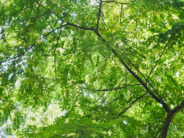 istock Fresh green leaf of Korea 991623588
