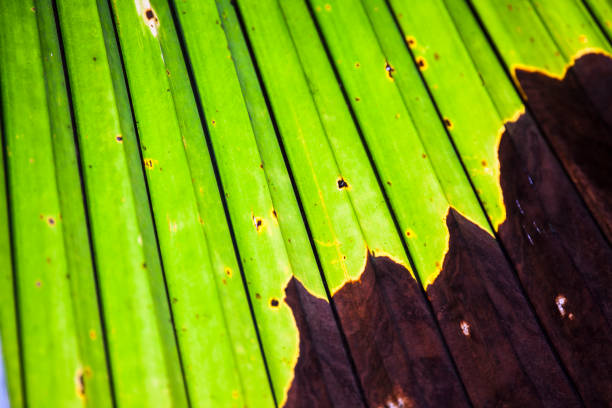 leaf disease - colletotrichum imagens e fotografias de stock