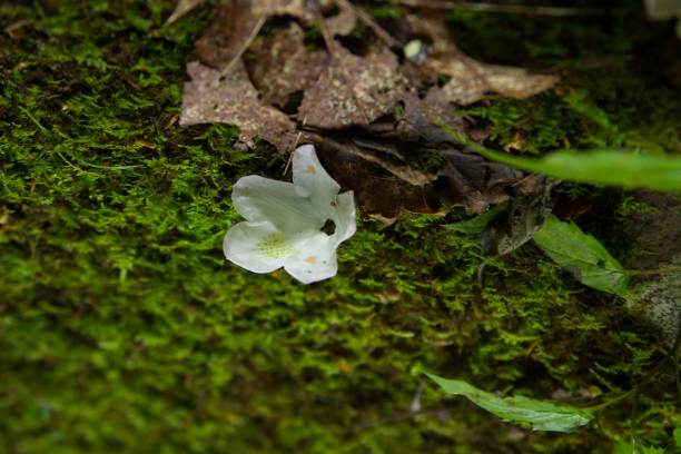 istock Rhododendron Bloom on a Bed of Moss on the Forest Floor 991630076