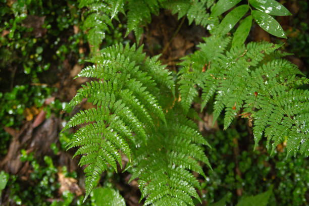 istock Ferns Growing in Nature on the Forest Floor 991633810