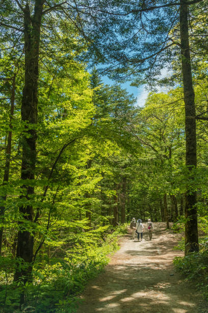 istock Trekking trail in forest. Nature background 991634926
