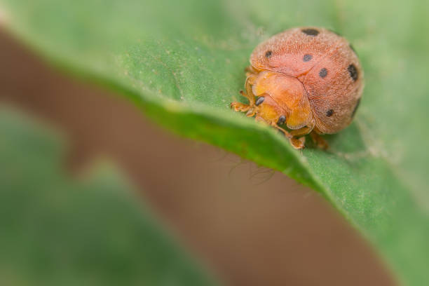 istock Ladybird on green leaf in nature 991651462