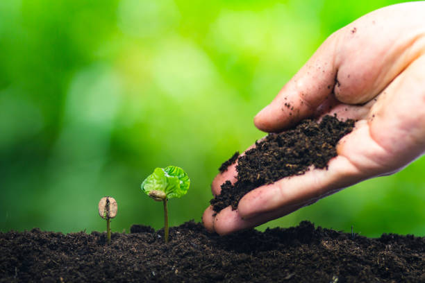 istock coffee seedling in nature plant a tree concept,Young hand 991661916