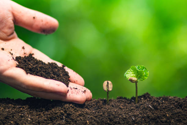 istock coffee seedling in nature plant a tree concept,Young hand 991664306