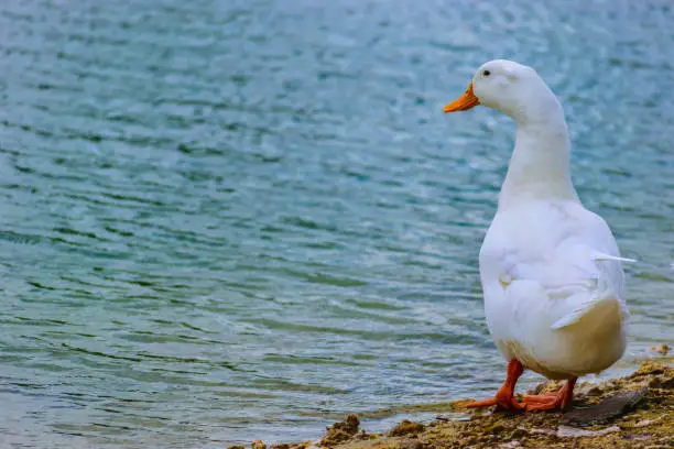 White Pekin Duck standing by the lake on a summer day in Florida.