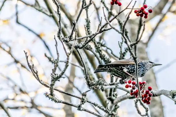 Starling perched on the branch of a rowan tree with red berries and no leaves in Nova Scotia, Canada