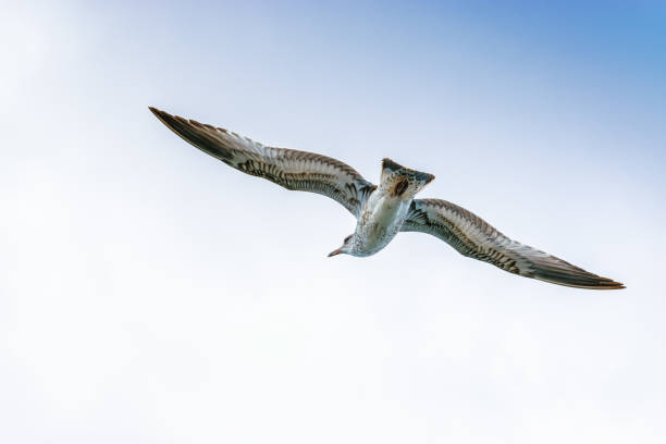 Cory's Shearwater bird gliding through the sky