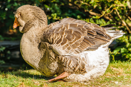 Side view of a large Toulouse Goose walking towards a pond in Victoria Park, Half, Nova Scotia, Canada.