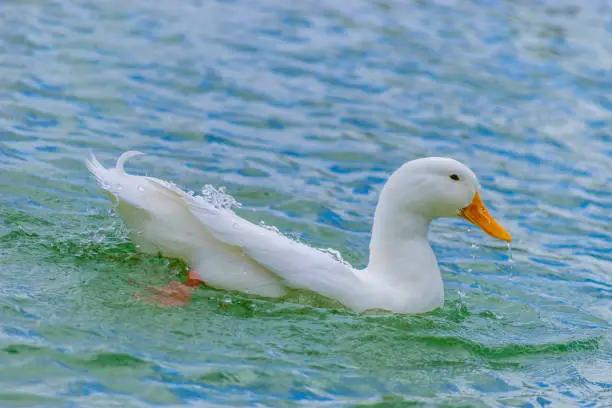 American Pekin Duck swimming in a lake on a summer day in Florida.
