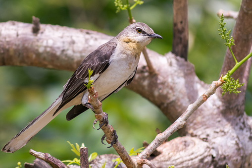 Northern Mockingbird perched on a tree branch on the tropical island of Jamaica